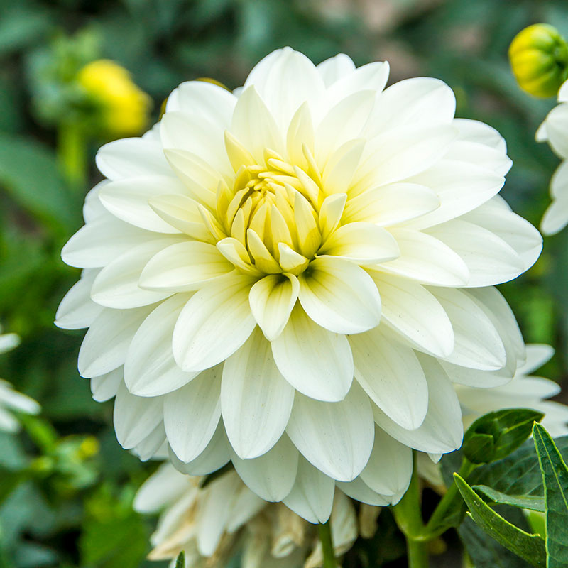 Dekorativdahlia "Art Fair"