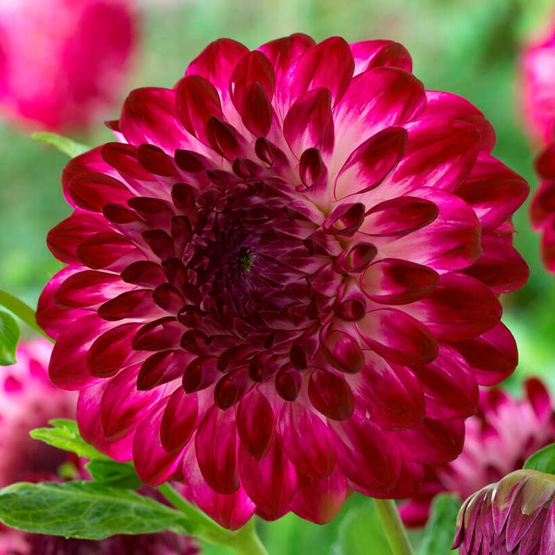 Dekorativdahlia "Caproz Pizzazz"