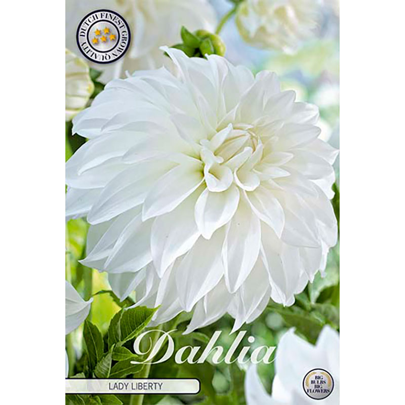 Dekorativdahlia "Lady Liberty"