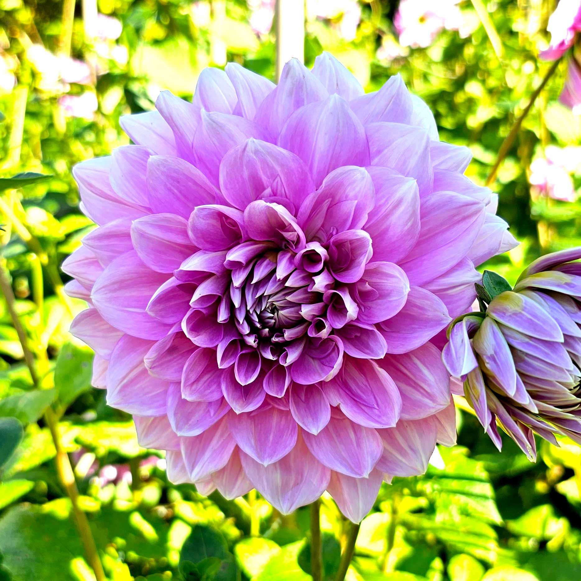 Dekorativdahlia "Lavender Perfection"