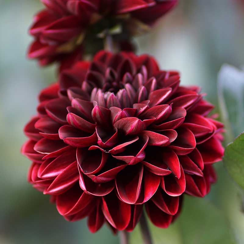 Dekorativdahlia "Manoa"