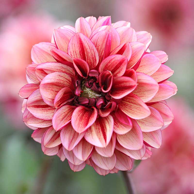 Dekorativdahlia "Senior"s Hope"
