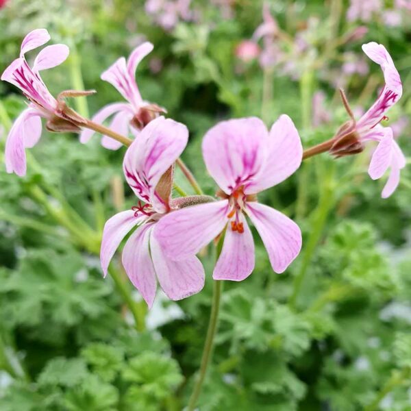 Doftpelargon "Nielsens Fragrans"