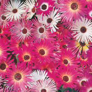 Doroteablomma "African Dream"