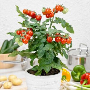 Dvärgbusktomat "Summerpearls" F1