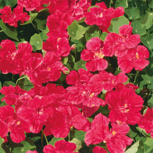 Dvärgkrasse "Cherry Rose"