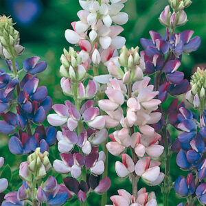 Dvärglupin "Pixie Delight"