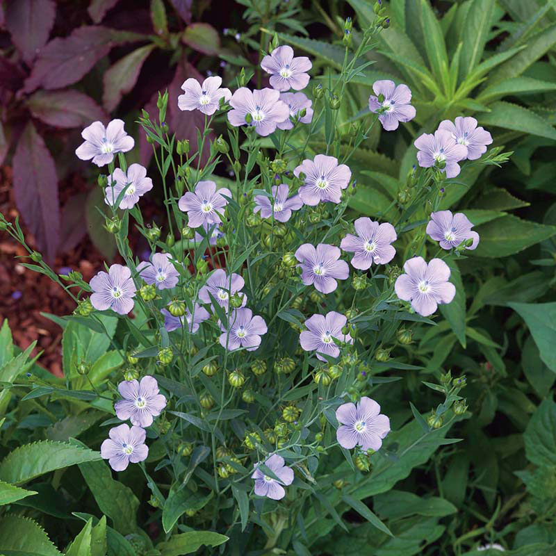 Spånadslin "Flax Blue", ekologisk