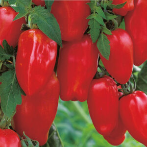 Plommontomat "San Marzano 2", ekologisk