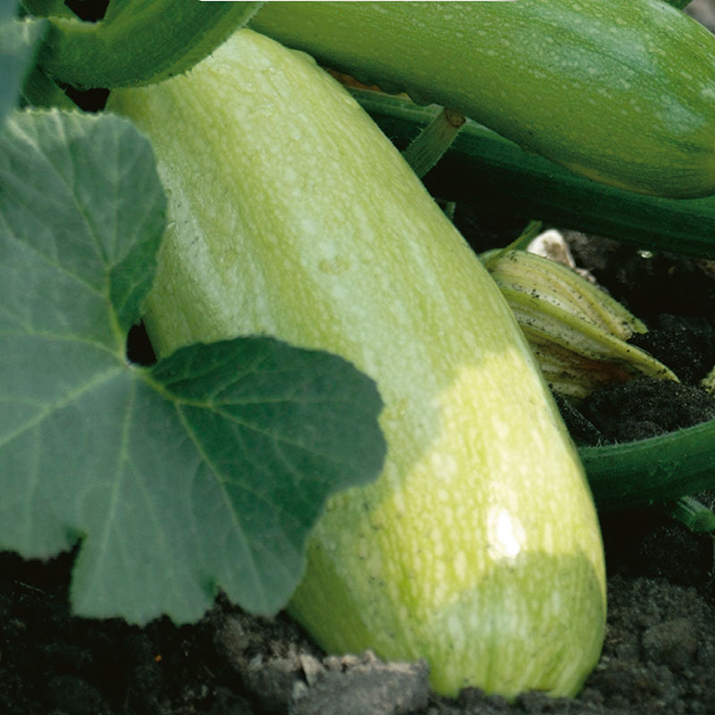 Squash "Ortolana di Faenza", ekologisk