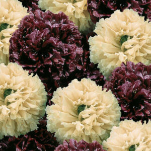 Vallmo "Irish Velvet"