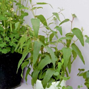 Eukalyptus "Lemon Bush"