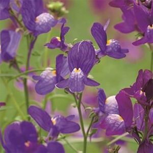 Färgsporre "Fantasista Blue"