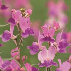 Färgsporre "Fantasista Pink"
