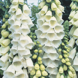 Fingerborgsblomma "Alba"