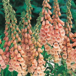 Fingerborgsblomma "Apricot Delight"