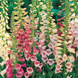 Fingerborgsblomma "Excelsior", mix