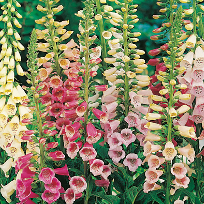 Fingerborgsblomma "Excelsior", mix