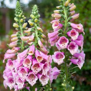 Fingerborgsblomma "Pollux Pink"