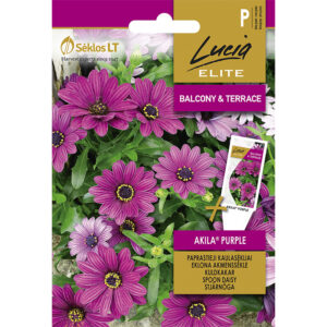 Stjärnöga "Akila Purple"