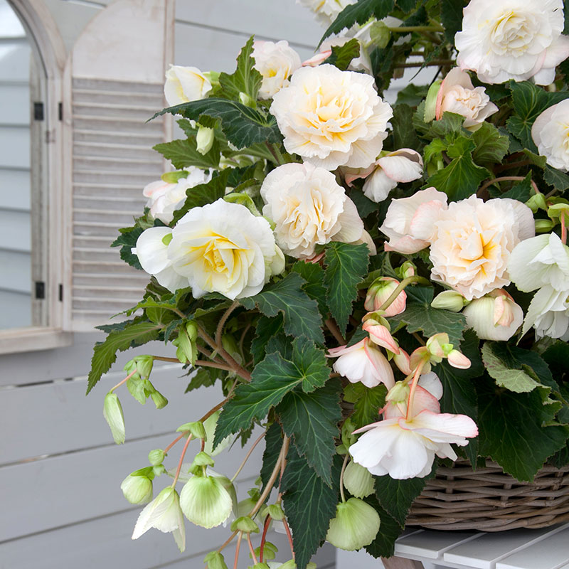 Fragrantbegonia "Odorosa White"