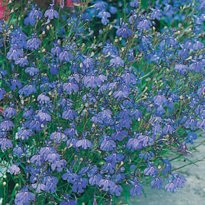 Hänglobelia "Sapphire"