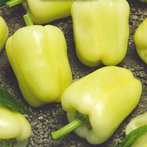 Paprika "Hallo"