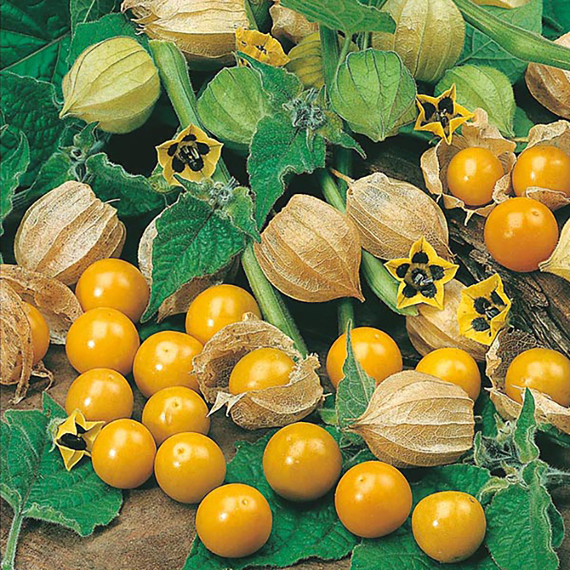 Physalis, Physalis peruviana