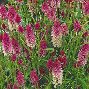 Axamarant "Flamingo"