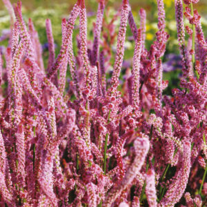 Axrisp "Pink Pokers"