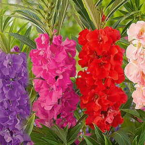 Balsamin "Camelia"
