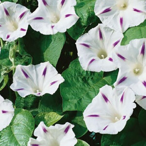Purpurvinda "Milky Way"
