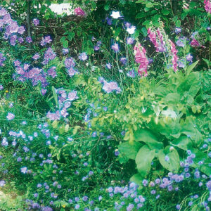 Blomsteräng mix /halvskugga