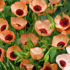 Blomsterlin "Salmon"