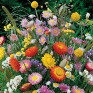 Blomstermix "Everlasting"