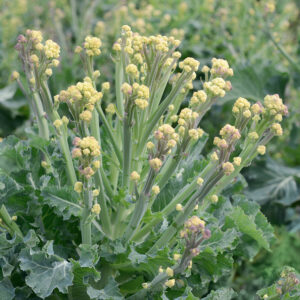 Broccoli "Burbank" F1