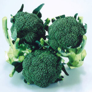 Broccoli "Matsuri" F1