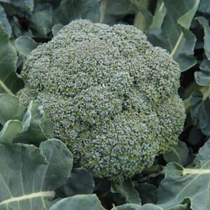 Broccoli "Sebastian"