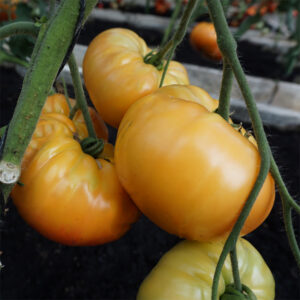 Tomat "Buffalosun" F1