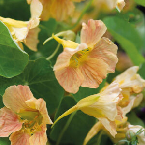 Buskkrasse "Tip Top Pink Blush"