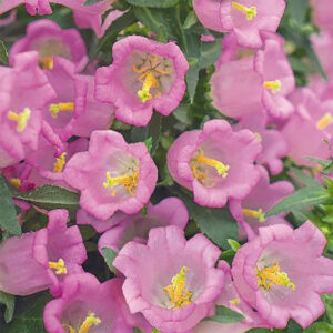 Mariaklocka Canterbury Bell Pink