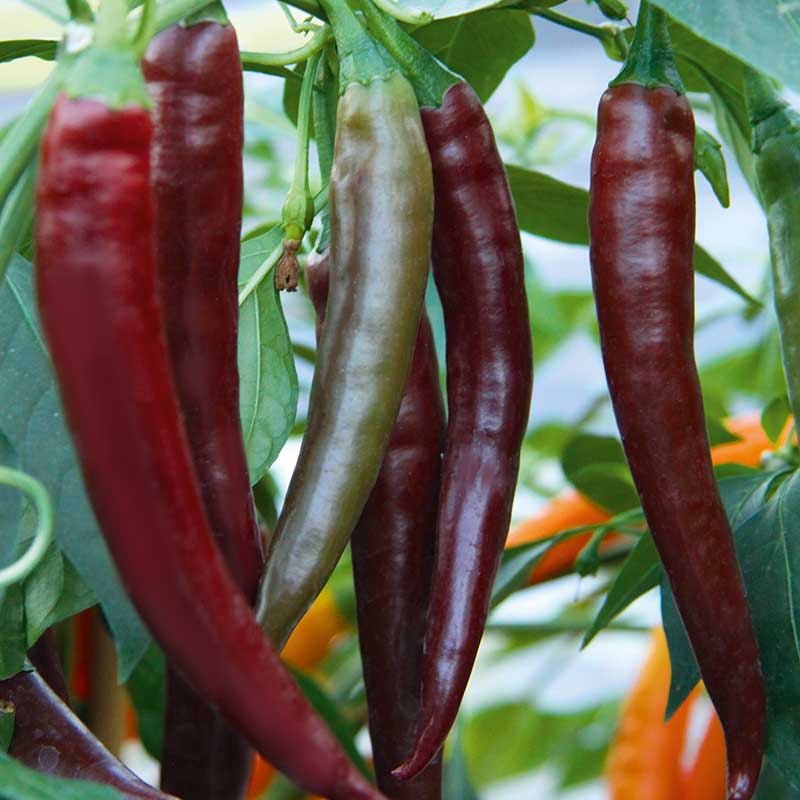 Chilipeppar "Hot Chocolate"