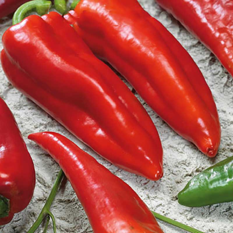 Chilipeppar "Santana TSW" F1