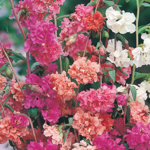 Atlasblomma "Choice Double Mixed"