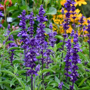 Daggsalvia "Evolution"