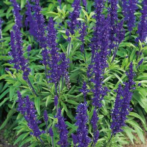Daggsalvia "Victoria Blue"
