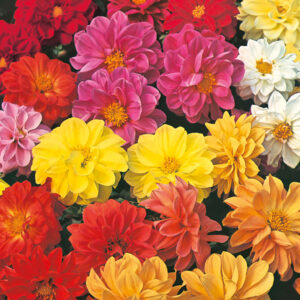 Dahlia "Dwarf Double Mixed"