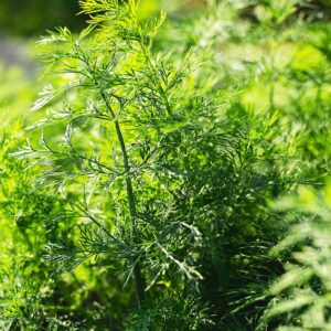 Dill "Goldkrone"