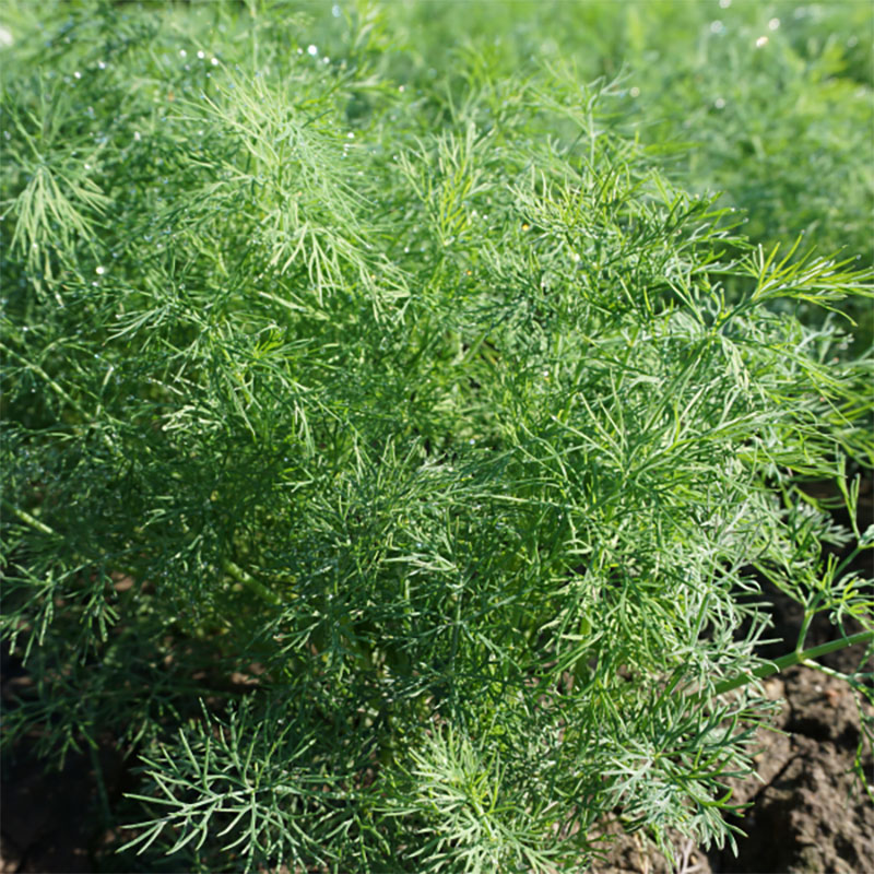 Dill "Lena"