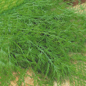 Dill "Mammoth"